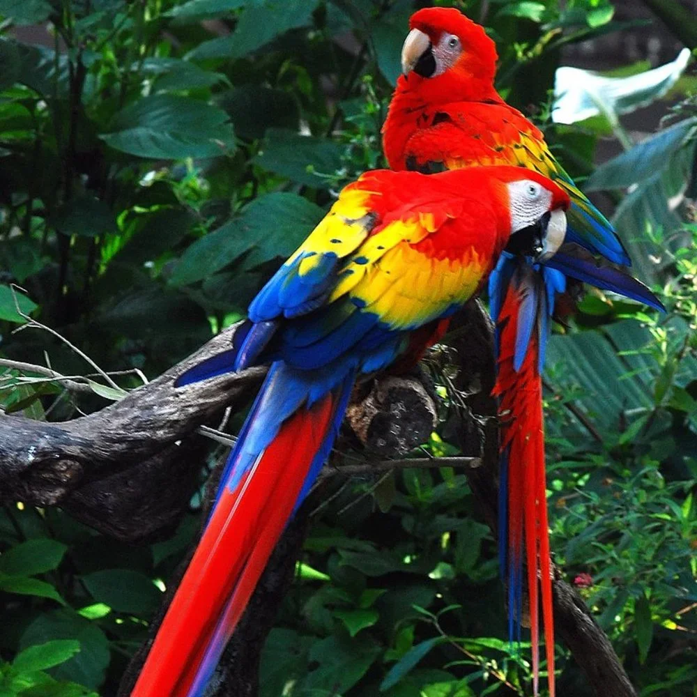 Huge Colorful Parrot Brooch Pin Pendant   NWT